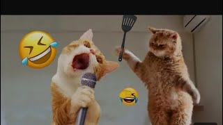 Funny cat videos try not to Lough 😂funny animal videos 😂🐈cat and dog videos #cute#cat