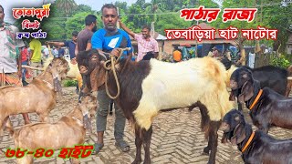 ✅সবচেয়ে বড় পাঠা ছাগলের হাট |  তেবারিয়া হাট  নাটোর | পাঠা ছাগলের দাম #gorurbazar24