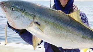 【伊勢湾】サワラ、ブリキャスティング🎣釣れるまで帰れません。＃ボートキャスティング