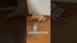 猫のリアルな日常#れとふすめkrチャンネル#アメショ#猫のいる暮らし#cat