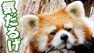 【円山動物園のレッサーパンダ】気だるげ（ギン）　August 28 , 2015　Red Panda GIN at Maruyama Zoo