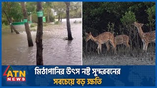 মিঠাপানির উৎস নষ্ট, সুন্দরবনের সবচেয়ে বড় ক্ষতি | Sundarban Damage | Cyclone Remal | ATN News