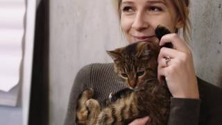 #UberKITTENS