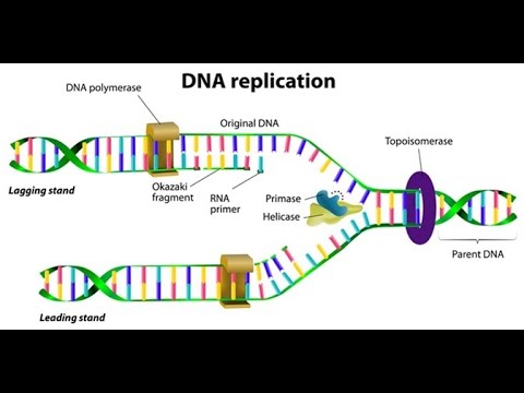 Class-XII(12) Biology. Chapter-6, Part-3. DNA REPLICATION - YouTube