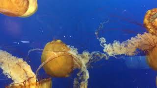 Jellyfish - Vancouver aquarium