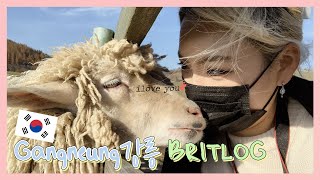 [브릿로그_강릉여행]WORLD TRAVELER/🇰🇷My Relationsheep in Gangneung 양이랑 사랑에 빠져버린 날🐑🤍(ENG,KOR)춥다🥶