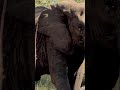 The major difference between the African Elephant and the Asian Elephant #shorts