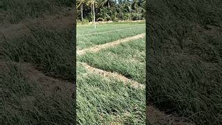 விவசாயி மகன் 🌾 கிராமத்து விவசாயி 🤩விவசாயம் பழகு 🫂 விவசாயம் காப்போம் 💯