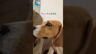 飼主の朝ごはんをチェックするビーグル犬#いぬ #dog