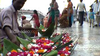 Flowers in Haridwar  Uttarakhand