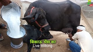 20 लीटर से ऊपर दूध देने वाली मिनी भैंस बिकाऊ है गाज़ीपुर उत्तर प्रदेश में | Buffalo Milking Video