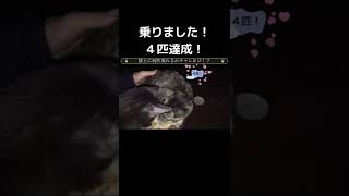 【切り抜き】子猫がたくさん乗って来ます…😅　膝の上に何匹乗れるのかチャレンジ！？ #Shorts