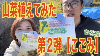 【自然農】山菜植えてみたシリーズ！第2弾は「こごみ（クサソテツ）」