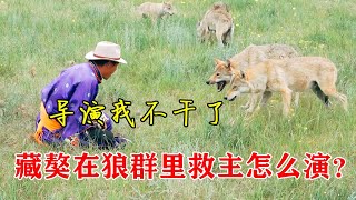 【狼王老郑】藏獒救主怎么演？大叔躺在狼群里直接翻车，直呼导演我不干了