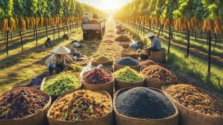 The Future of Raisins: How Smart Agriculture is Revolutionizing Dried Fruit