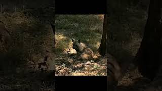 लकड़बघ्घा | Hyena | मैत्री बाग़ | Maitri Bagh | Zoo | Maitri Garden Bhilai| The Bittu World | #shorts