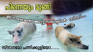 ജറുസലേമിൽ നിന്ന് പന്നിക്കുളിയുമായി ഇസബേൽ...Joby Halwin