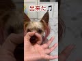 お鼻失敗バージョン yorkshireterrier dog いぬ cute cão कुत्ता 芸 ヨーキー