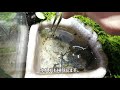 我が家のマダライモリの特徴をご紹介【パルダリウム ビバリウム paludarium vivarium】