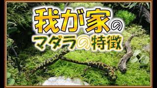 我が家のマダライモリの特徴をご紹介【パルダリウム,ビバリウム,paludarium vivarium】