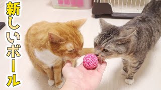 猫ズと新しいボール。楽しそうにボールで遊ぶ猫【猫 かわいい】