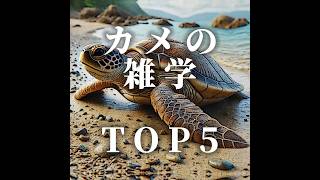 カメの雑学TOP5 #雑学 #shorts #豆知識 #ライフハック #モテる #デキる人間大全 #ランキング #おすすめ #おすすめにのりたい #top5 #都市伝説#カメ#動物#動物園