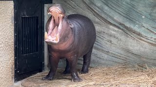 お互い気になるモトモトくんとナツメちゃん【2023年4月18日】【上野動物園】コビトカバ