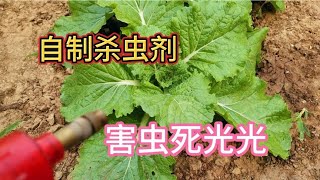 白菜防虫“新妙招”，这样喷一喷害虫死光光，比任何农药都好用