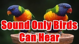 Sound Only Birds Can Hear #SoundsForBird #BirdsLover