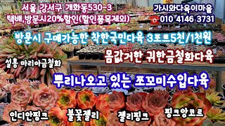 가시와다육이마을 방문시3포트5천/1천🍁뿌리나오고있는 작은쪼꼬미수입다육🍁베란다용다육이전용토🍁설홍마리아철화금 몸값거한다육succulents  plant 多肉植物