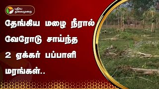 தேங்கிய மழை நீரால் வேரோடு சாய்ந்த 2 ஏக்கர் பப்பாளி மரங்கள்.. | Theni | PTT