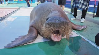 セイウチお食事タイム　伊勢シーパラダイス　24.10.01