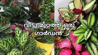 വീട്ടു മുറ്റത്ത് ഒരു ഗാർഡൻ /Garden Tour/Garden Visiting/Zain World