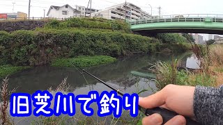 旧芝川で釣り【川口市】