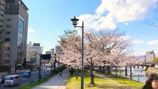 駅前大橋南詰交差点 城南通り 広島市南区京橋町 2019年4月2日15時39分ごろ