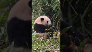 1.7花花破解竹筒机关，缩成一团吃鸡腿笋 #panda #小熊猫 #cute #花花 #熊猫