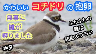 かわいいコチドリの抱卵　フワフワのヒナが生まれましたよ