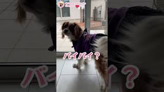 【パパに見捨てられ鳴きながら涙が溢れる犬】あたちを置いて行かないでっ!!