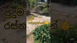 මේ දවස්වල 🌞🤪😢#shortfeed #trending #shortvideos #viral #subscribe #youtubeshorts #hot