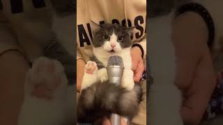 suara kucing bila pakai mic Part 1 | kucing lucu #shorts