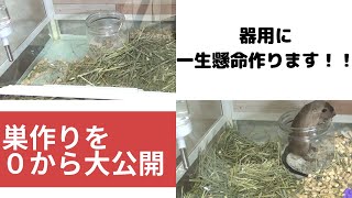 【スナネズミ・ジャービル飼育】巣を作る様子を最初から最後まで大公開！