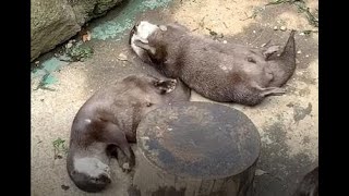 石を落とさない？カワウソの謎の遊び