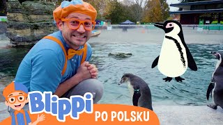 Zabawa z pingwinami | Blippi po polsku | Nauka i zabawa dla dzieci