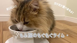 短足ミヌエット♪もふもふ猫のご飯風景♪ガツガツ食べますよ【短足ミヌエットのもなかさん】