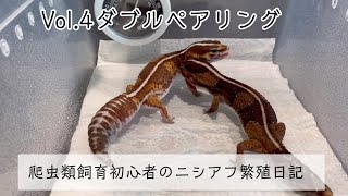 爬虫類飼育初心者のニシアフ繁殖日記　Vol.4 ダブルペアリング