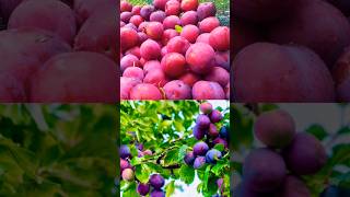 Ripe plum fruit in garden#fruit #viral #trending#short #shorts #shortvideo#shortsvideo#youtubeshorts