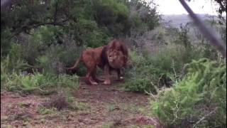 Natuurhulpcentrum - Aangekomen in Zuid Afrika