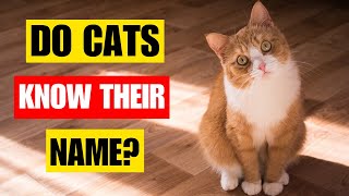 How Do Cats Learn Their Name? | TEACH YOUR CAT THEIR NAME and to COME WHEN CALLED