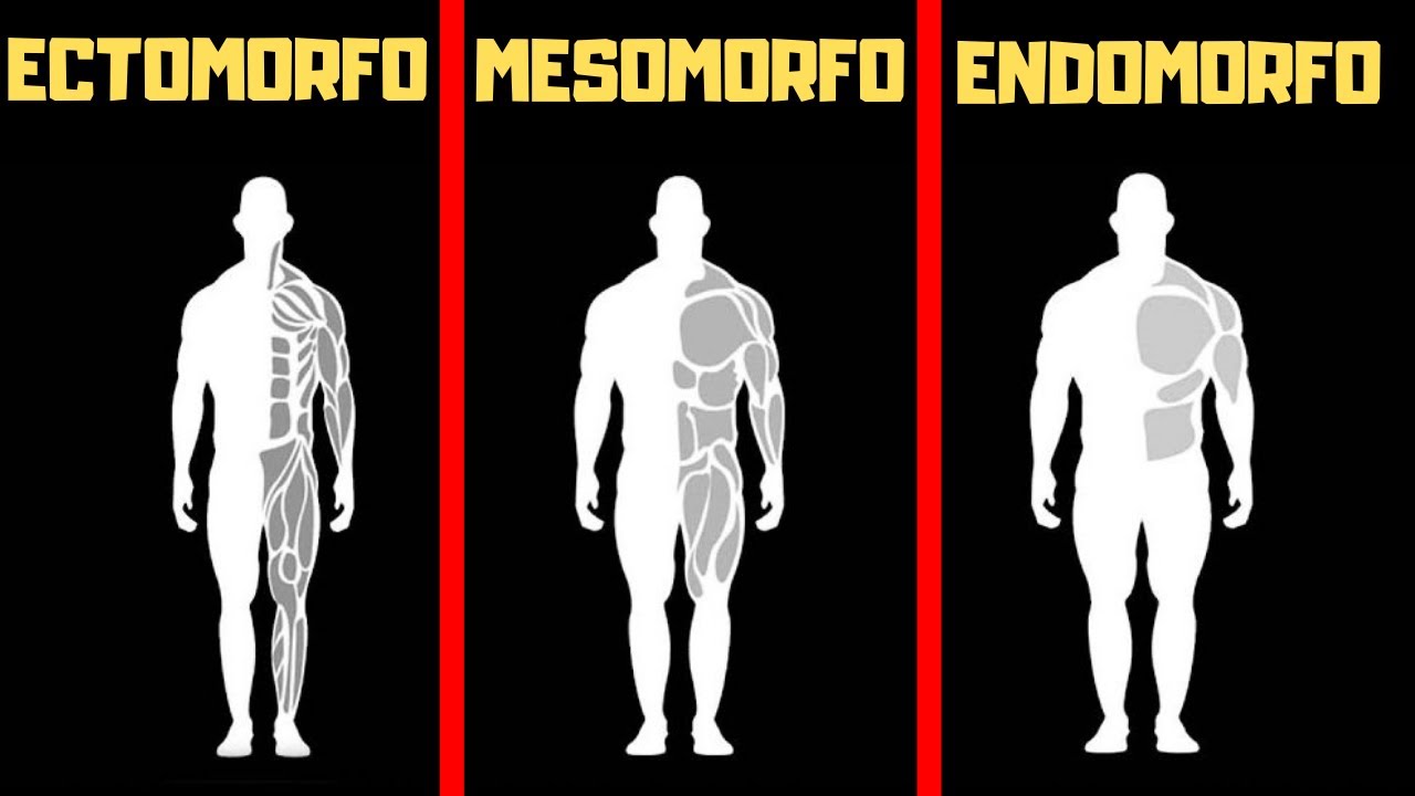 Como Saber Ectomorfo Mesomorfo Endomorfo - ENSINO