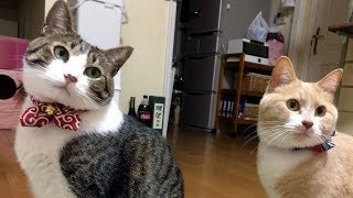 テレビから聞こえる喧嘩する猫の声に反応するわが家の猫【猫日記こむぎ＆だいず】2018 02 07